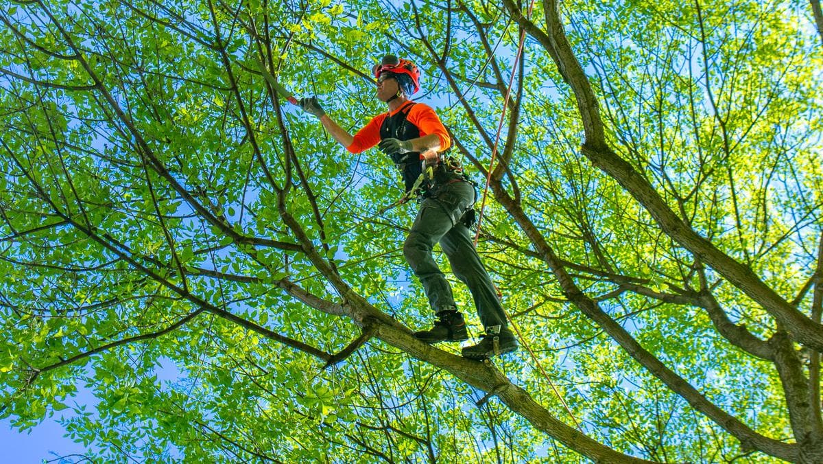 Tree Trimming & Pruning Services